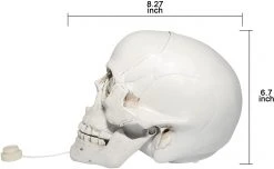 Joyin Skull Table Centerpiece Decoration - Halloween Decorations 9 Joyin Skull Table Centerpiece Decoration - Halloween Decorations -Halloween Decorations Sales 61beyFm2dIL. AC SL1500