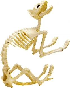 Joyin 2Pcs Halloween Cat Skeleton with Tail - Halloween Decorations 11 Joyin 2Pcs Halloween Cat Skeleton with Tail - Halloween Decorations -Halloween Decorations Sales 71nkVaKyySL. AC SL1500