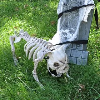 Joyin Halloween Posable Dog Skeleton Decoration 16in - Halloween Decorations 4 Joyin Halloween Posable Dog Skeleton Decoration 16in - Halloween Decorations - Image 4